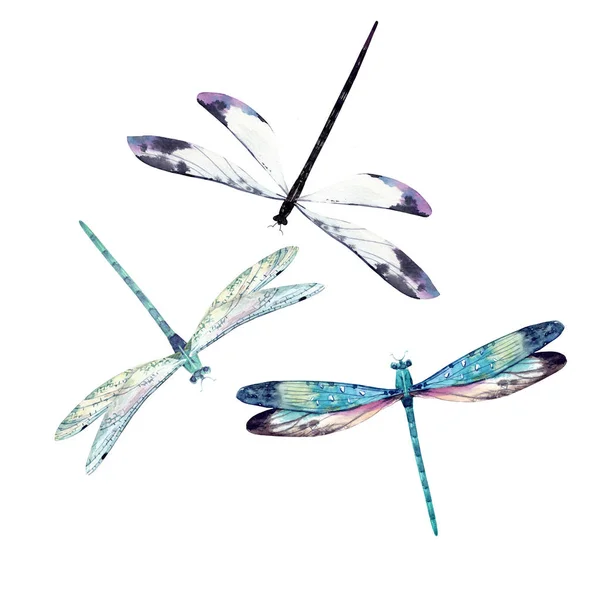 Ακουαρέλα dragonfly σύνολο — Φωτογραφία Αρχείου