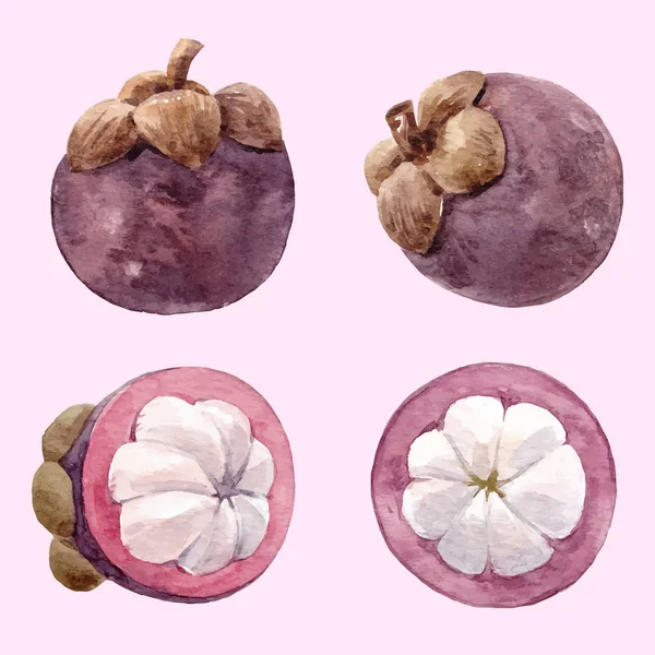 Conjunto de vetor de frutas de mangostão aquarela —  Vetores de Stock