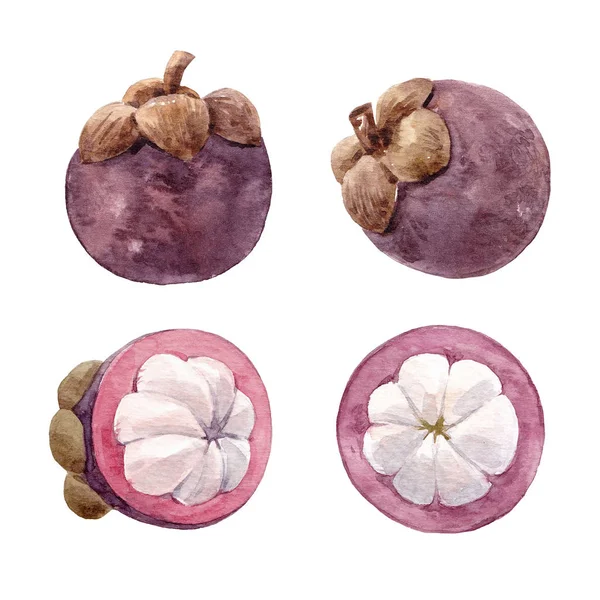 Sada akvarel mangostanu ovoce — Stock fotografie