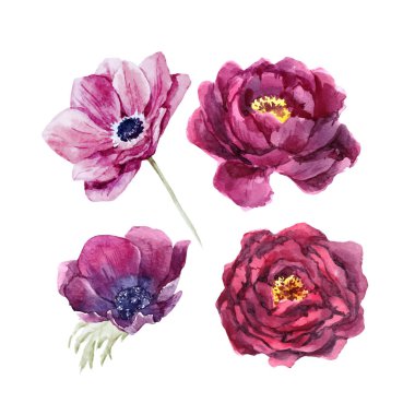 Suluboya çiçek vektör set