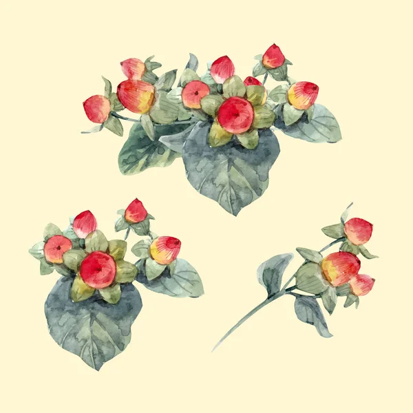 Aquarel hypericum vector bessen — Stockvector