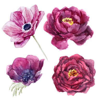 suluboya çiçek kümesi