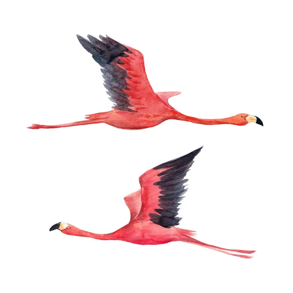 Flamingo akwarela, ilustracja — Zdjęcie stockowe