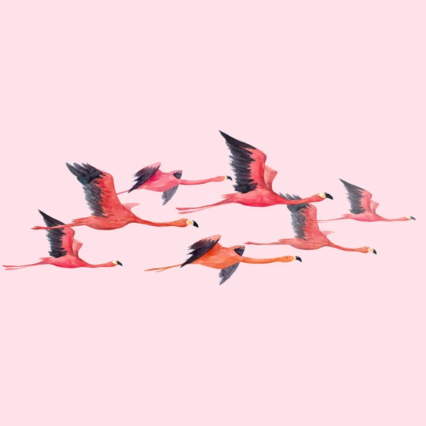 Ilustração vetorial flamingo aquarela —  Vetores de Stock