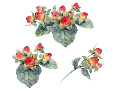 Suluboya hypericum çilek