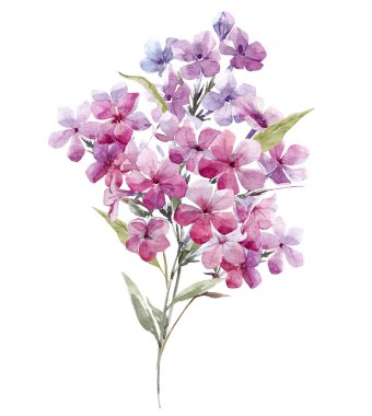 suluboya phlox çiçekler