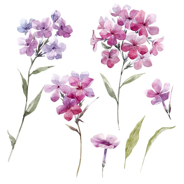 Akvarel phlox květiny — Stock fotografie