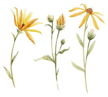 Sulu boya topinambur illüstrasyon