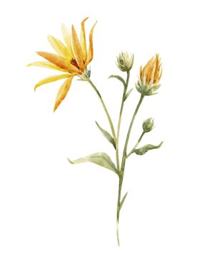 Sulu boya topinambur illüstrasyon