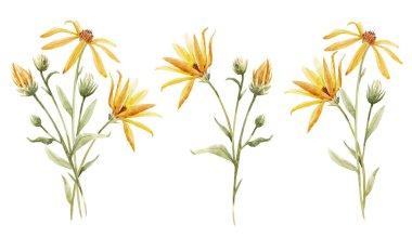 Sulu boya topinambur illüstrasyon