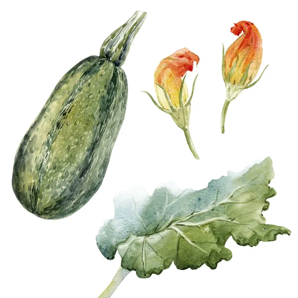 Aquarell Zucchini Set — Stockfoto