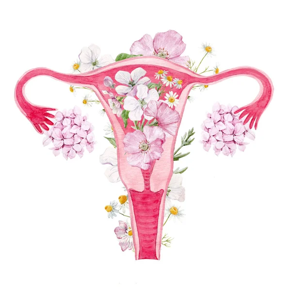 Woman uterus with flowers illustration — Stock Photo, Image
