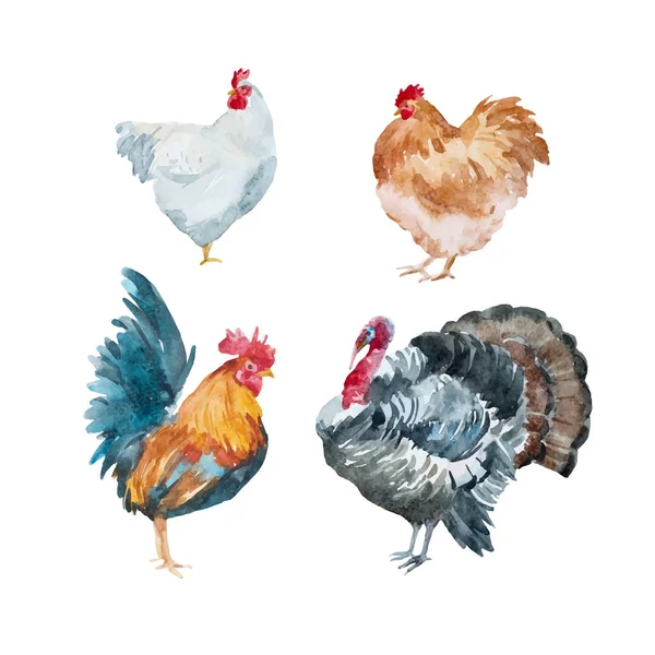 Watercolor vector chicken, rooster, turkey — Stock Vector