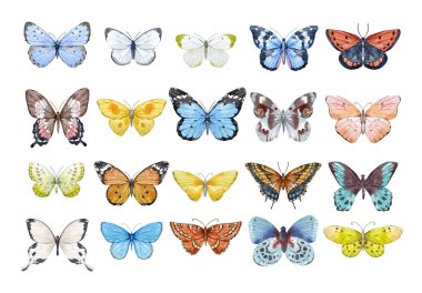 suluboya kelebek seti