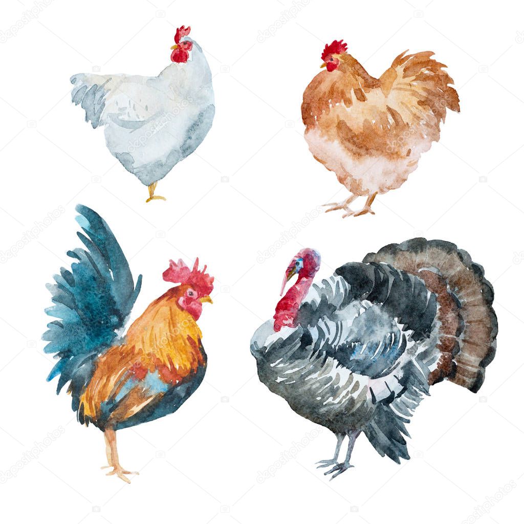 Watercolor chicken, rooster, turkey