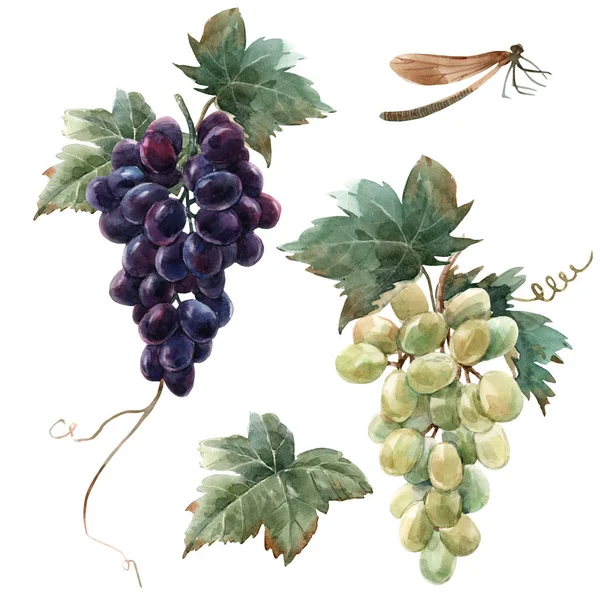 葡萄的水彩画集 — 图库照片