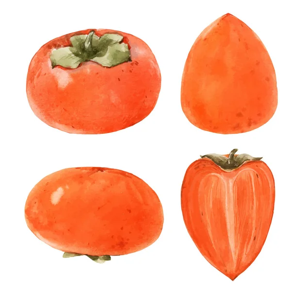 Aquarell Persimmon Vektor Illustration — Stockvektor