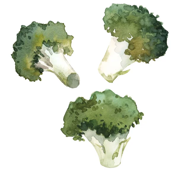 Ilustrace akvarel brokolice — Stock fotografie