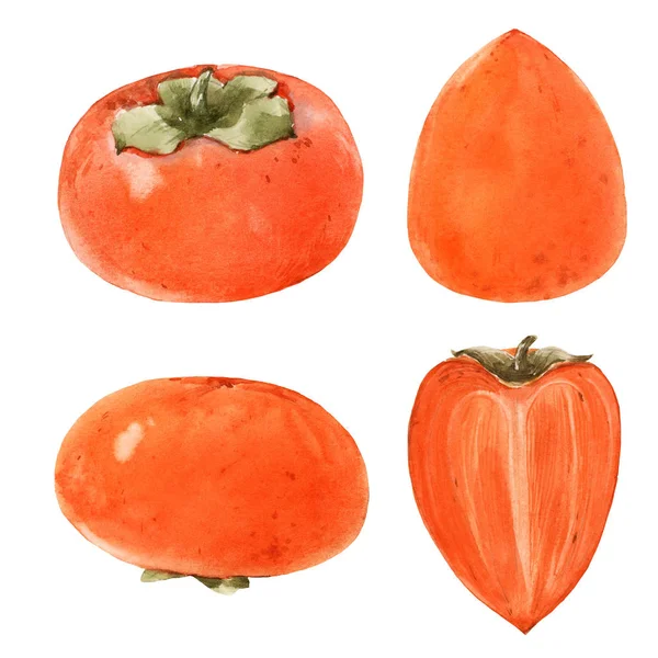 Akwarela ilustracja Persimmon — Zdjęcie stockowe