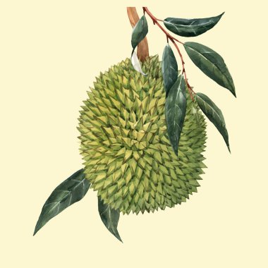 Suluboya durian meyve vektör illustrtion