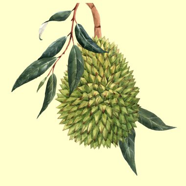 Suluboya durian meyve vektör illustrtion