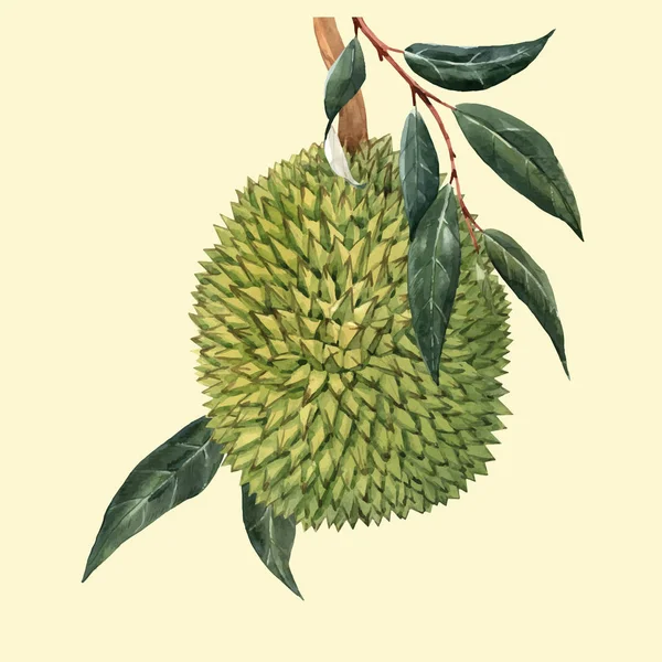 Akvarell durian gyümölcsöt vektor illustrtion — Stock Vector