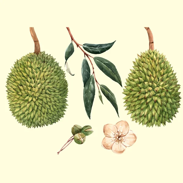 Aquarel durian fruit vector illustrtion — Stockvector