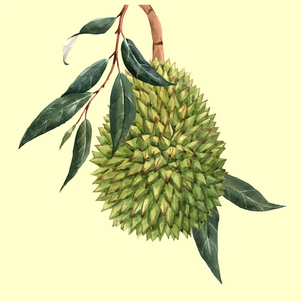 Watercolor durian fruto vetor ilustração — Vetor de Stock