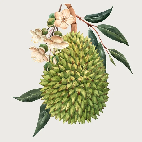 Acquerello durian frutta vettore illustrazione — Vettoriale Stock