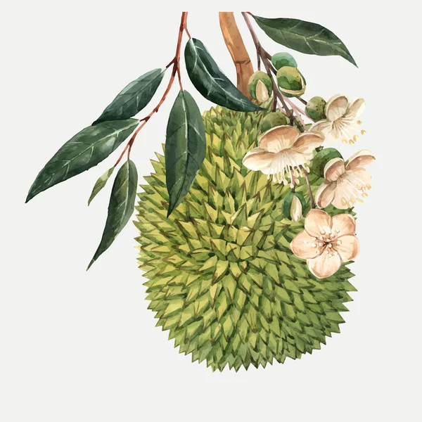 Acquerello durian frutta vettore illustrazione — Vettoriale Stock