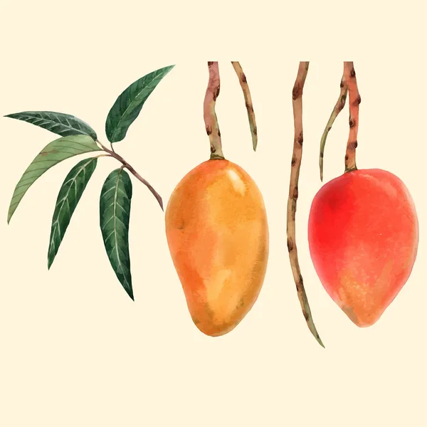 Acuarela mango fruta vector ilustración — Archivo Imágenes Vectoriales