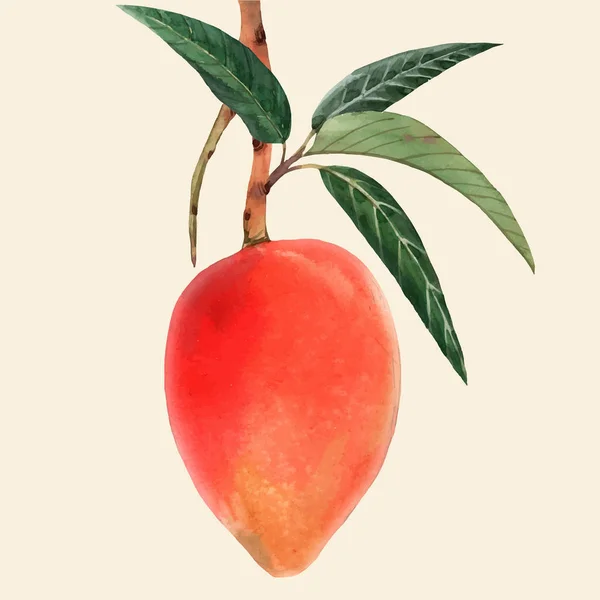 Aquarell Mango Fruchtvektor Illustration — Stockvektor