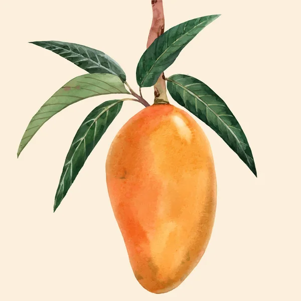 Aquarell Mango Fruchtvektor Illustration — Stockvektor