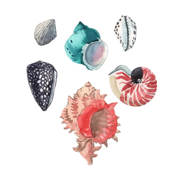 Beautiful Vector Set Hand Drawn Watercolor Sea Ocean Shells — Stok Vektör