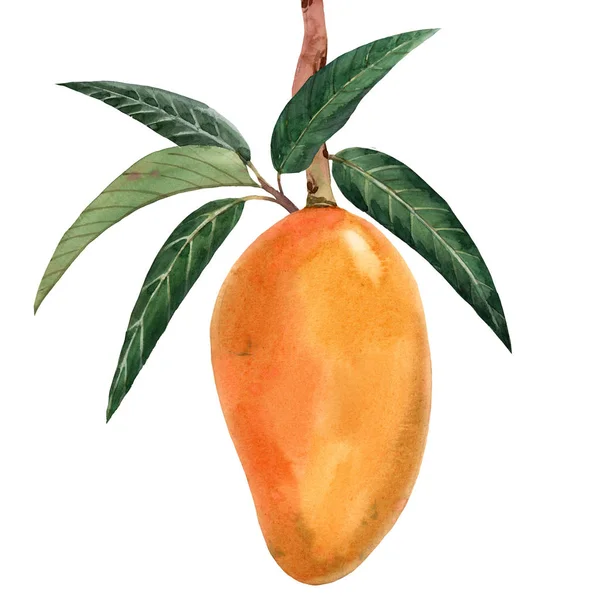 Acuarela mango fruta tropical ilustración — Foto de Stock