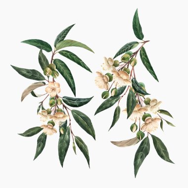 Suluboya çiçek vektör set