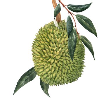 Suluboya durian tropikal meyve illustrtion