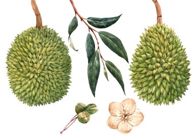 Suluboya durian tropikal meyve illustrtion
