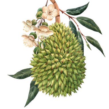 Suluboya durian tropikal meyve illustrtion