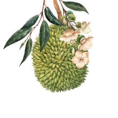 Suluboya durian tropikal meyve illustrtion