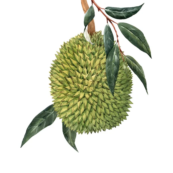 Acuarela ilustración de frutas tropicales durian —  Fotos de Stock