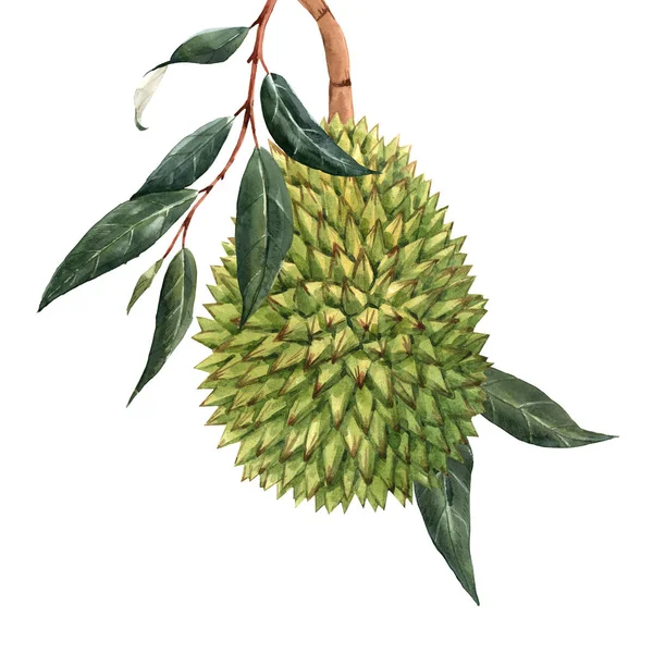 Acuarela ilustración de frutas tropicales durian —  Fotos de Stock