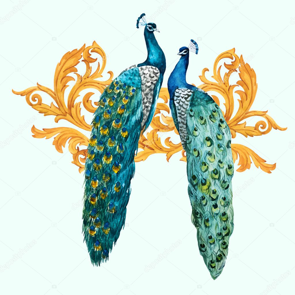 Watercolor peacock vector composition