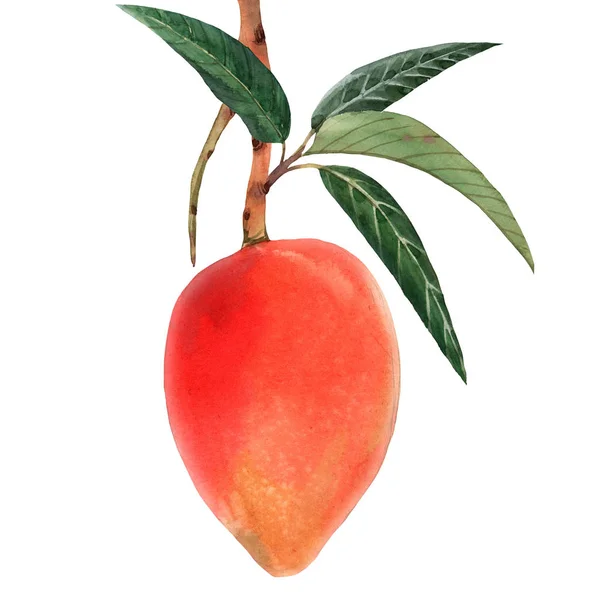 Watercolor mango tropical fruit illustration — Stock Photo, Image