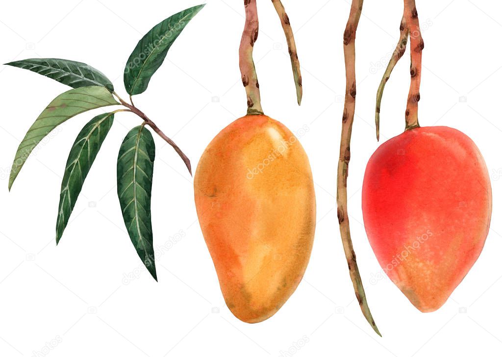 Watercolor mango tropical fruit illustration