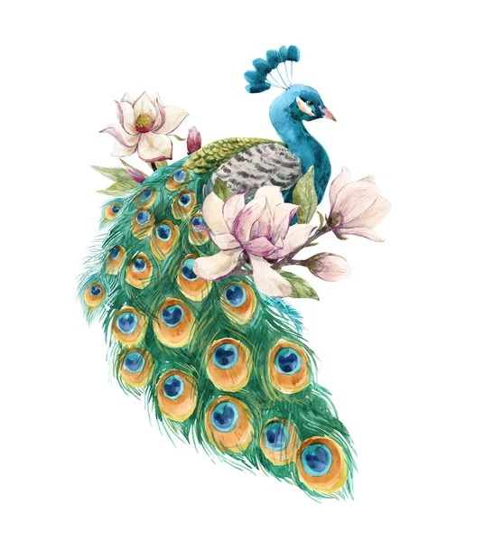 Akvarell peacock illustration — Stockfoto