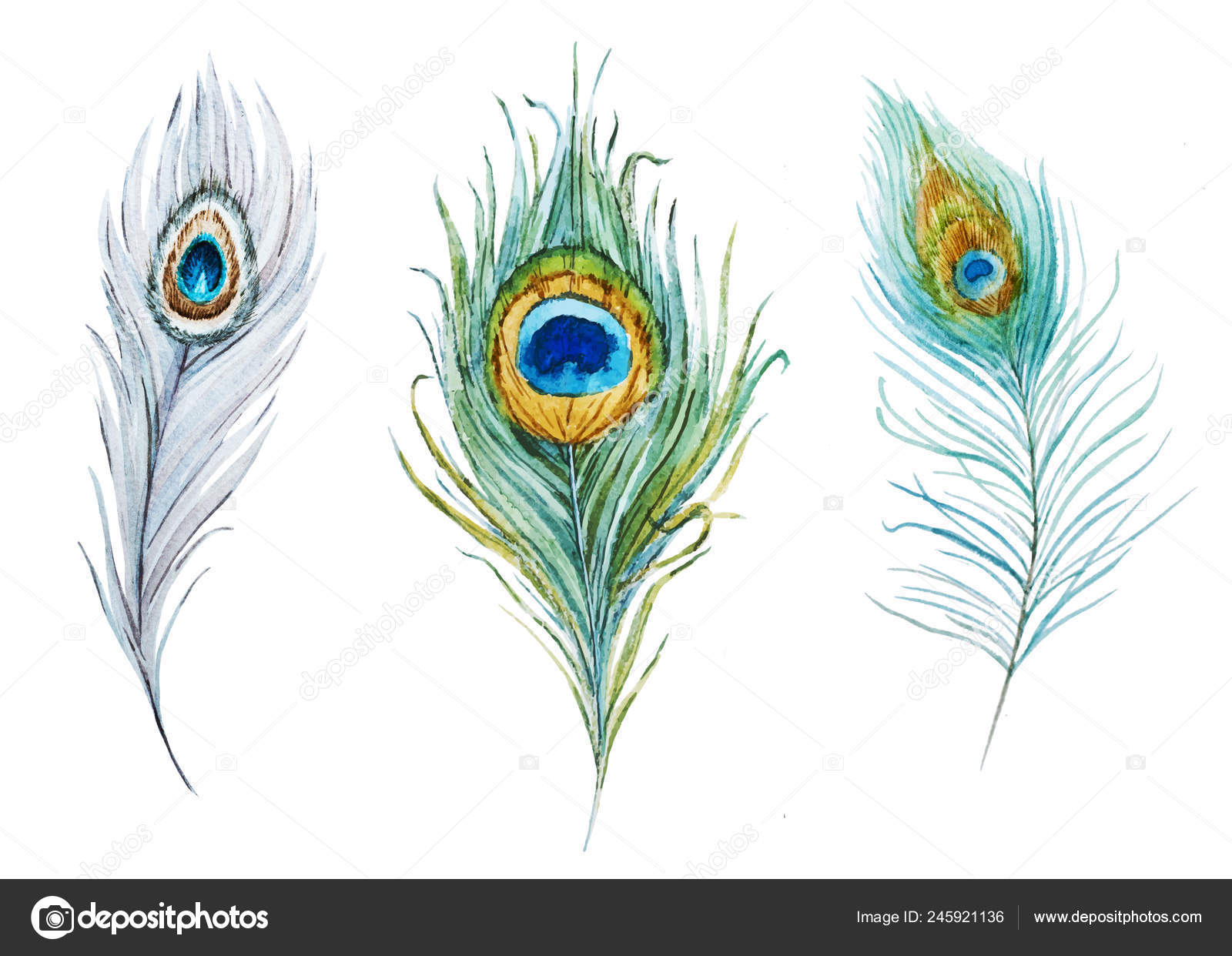Ensemble de plumes de paon aquarelle — Illustration de stock par  ©ZeninaAsya - 245921136, image size:1600x1242