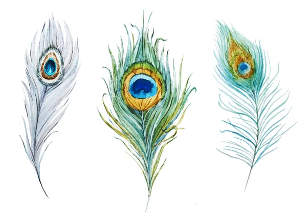 Акварельные павлинные перья — стоковое фото