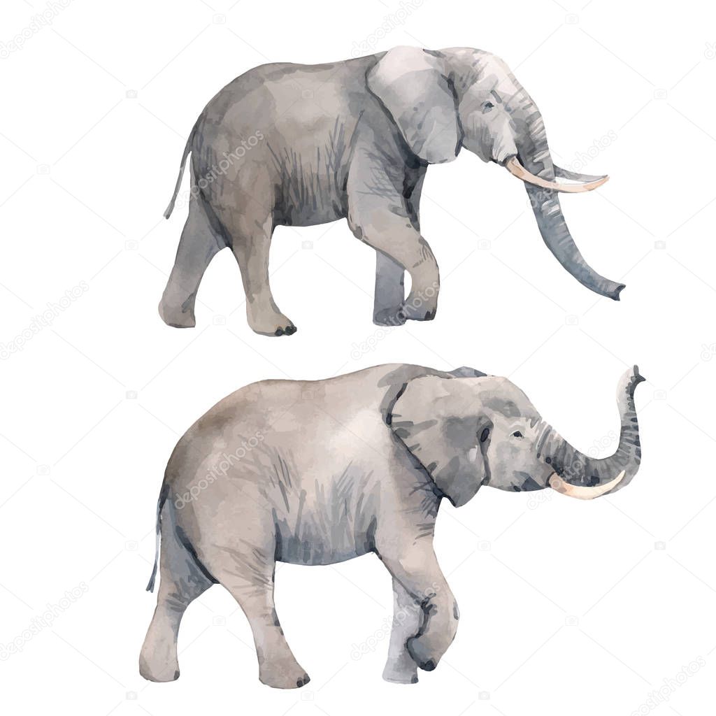 Watercolor elephant vector illustration