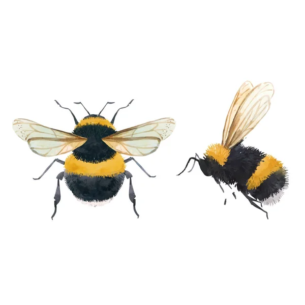 Ilustrasi Vektor Yang Indah Dengan Warna Air Tawon Lebah Lebah - Stok Vektor
